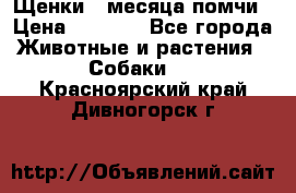 Щенки 4 месяца-помчи › Цена ­ 5 000 - Все города Животные и растения » Собаки   . Красноярский край,Дивногорск г.